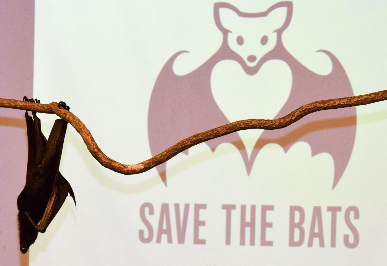 Bat hanging upside down on a curved branch with a "Save the Bats" sign and bat illustration projected on a wall behind it.