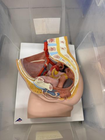 anatomy
