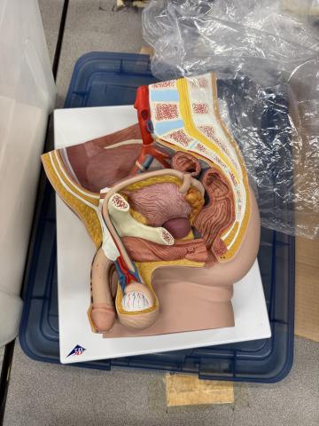 anatomy